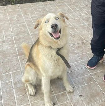 Drako