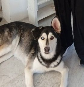 Tasha